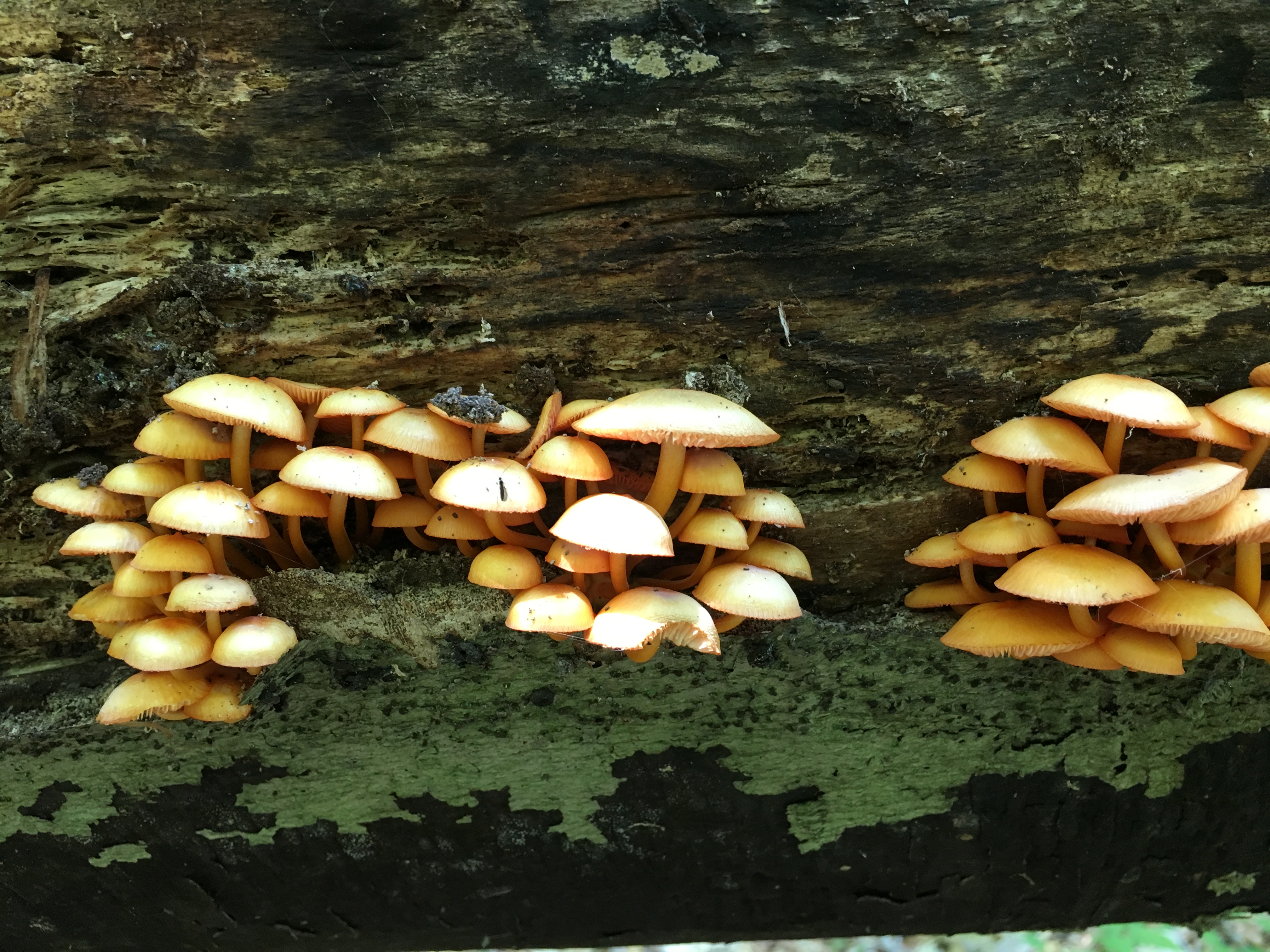 mushrooms